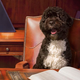 Image for article titled Departing Bo Obama Lands K Street Lobbyist Position